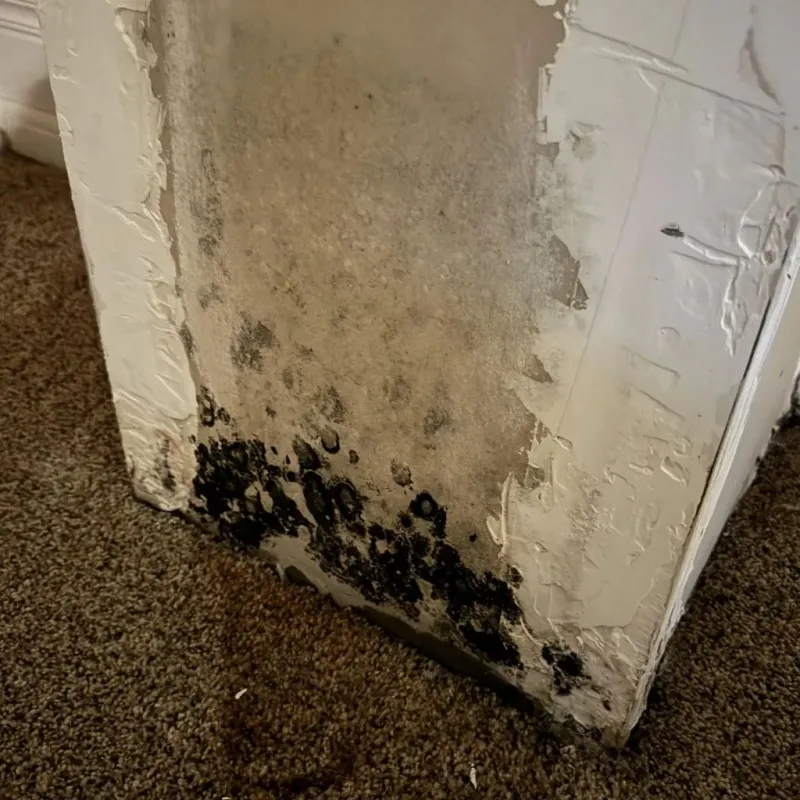 Professional Mold Removal in Pinehurst, NC